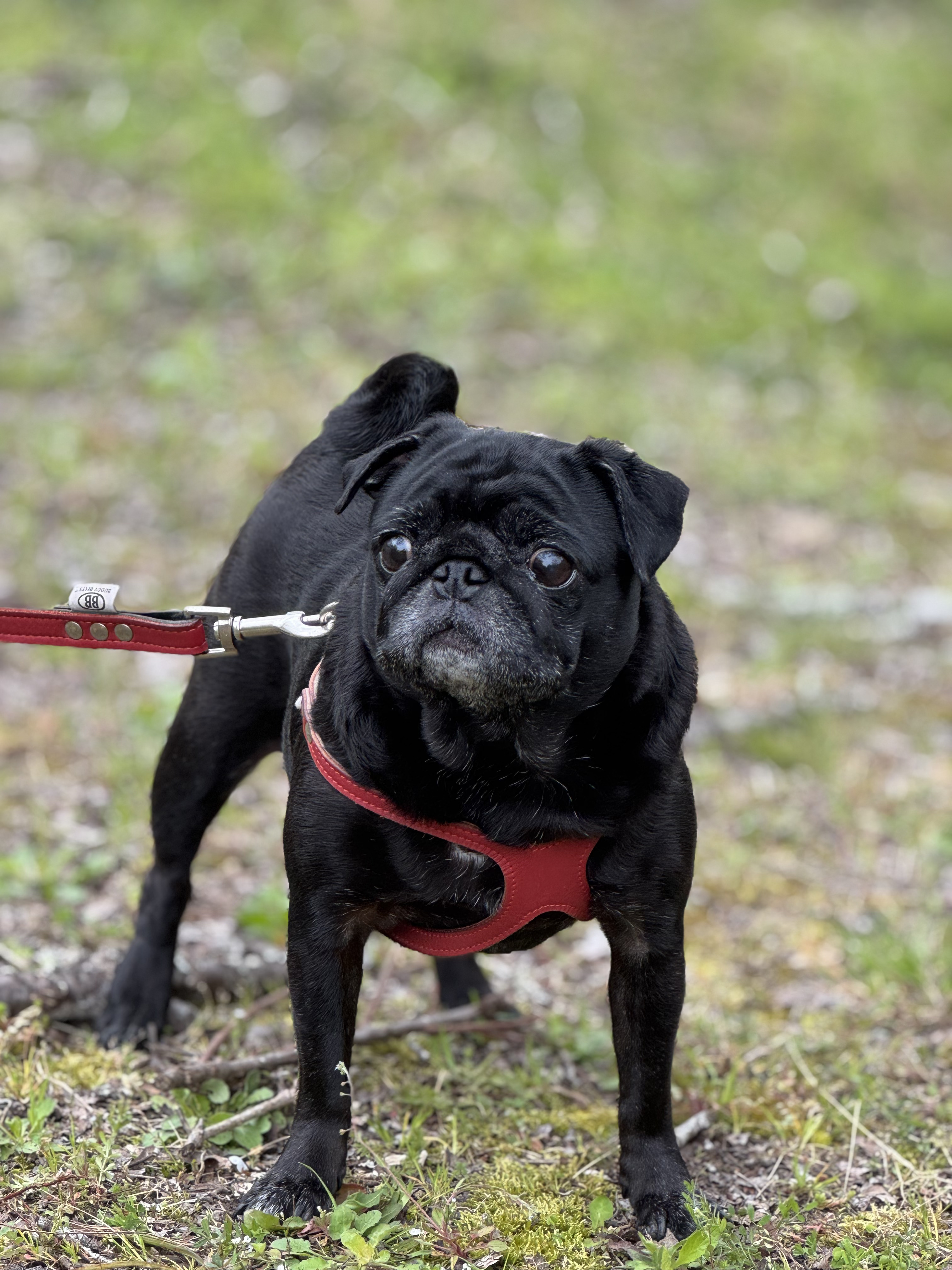 IMG_5182 - 徳島のガラスコーティング・セラミックコーティング専門店 スープ 黒パグとドライブ